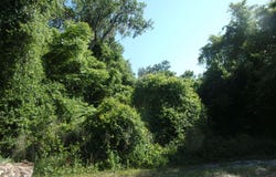 EDGEMOOR Trail, Palatka, FL 32177