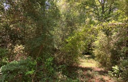 Hwy 48 lot: 1, Sandy Hook, MS 39667