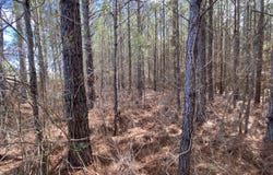 Highway 61, Columbiana, AL 35051
