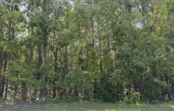 Tract 2 Tabernacle Road, Eutawville, SC 29048