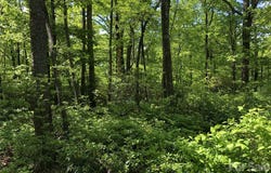 Millard Crossing, Hendersonville, NC 28792