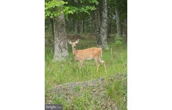 3029 WHITETAIL RIDGE ROAD, BURLINGTON, WV 26710
