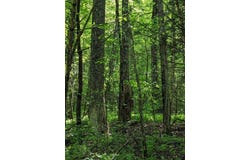Buck Creek Trail, Epworth, GA 30541