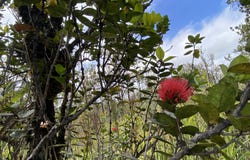KALEPONI DR, Volcano, HI 96785