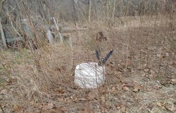 MOLER DRIVE, AUGUSTA, WV 26704