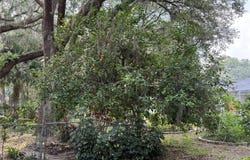 6116 SWEET GUM RUN, BARTOW, FL 33830