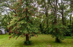 1 Buckwheat Road, Milford, OH 45150