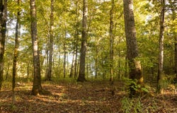 Paulette Rd, Macon, MS 39341