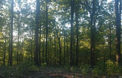 Burnham Mountai E HWY 8 E, Glenwood, AR 71943