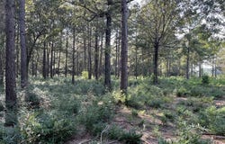 348 Marshall Ivy Road, Huntington, TX 75949
