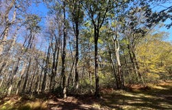 74 & 75 ELM DR., CATAWISSA, PA 17820