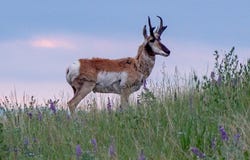 Willow Creek N Fork Road, Livingston, MT 59047