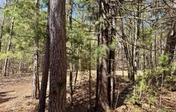 9276 BLACK PINE LN, Minocqua, WI 54548