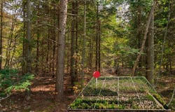 Lot 1 W Pendills Lake Road, Brimley, MI 49715