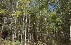 A Milville Rd., Canton, MS 39046