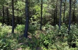 1630 CR 1060, Center, TX 75935