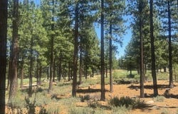 184 Redding Way unit: 261, Carson City, NV 89705