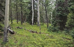 390 Rim Road, Cimarron, CO 81220