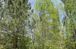 Excalibur Trail (Lot 243), Cedar Grove, TN 38321