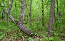 1.1AC Hillis Cemetery Rd, Spencer, TN 38585