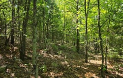 1 TBD Round Mtn Road Heavener, Heavener, OK 74937