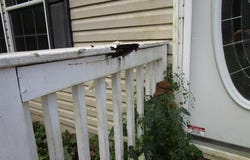 4467 LAMS HAVEN LN, ELKTON, VA 22827