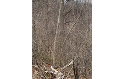 Alsept Fork Road (Map #: 008-00-00-014), Salyersville, KY 41465