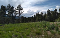 NHN Hoover Creek OSI-73 Road, Helmville, MT 59843