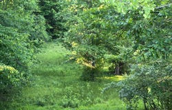 ELKHORN RD, SPRINGVILLE, TN 38256