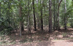 James Weston Drive, Mount Pleasant, SC 29429