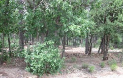 38 & 40 Mockingbird Highway, Tijeras, NM 87059