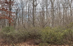 Blackberry Lane, Jim Thorpe, PA 18229