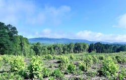 HUNTING LODGE RD, Schuyler, VA 22969