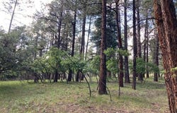 Tbd Brazos Lodge Estates, Tierra Amarilla, NM 87575