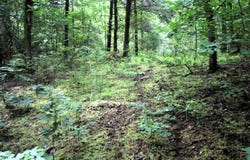 000 AVE 5 SW Street, Atkins, AR 72823