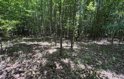 TRUNK LINE ROAD, HENDERSON, MD 21640