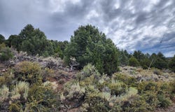 21915 Panhandle Road, Reno, NV 89521