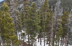 156 VISTA ROAD, Idaho Springs, CO 80452