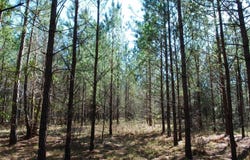 0 Hannah Road, Eastman, GA 31023
