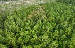 3 Big Hill Fire Tower Road, Robeline, LA 71469