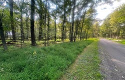 Anemone Lane lot: 163, Terra Alta, WV 26764