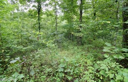 1124 Lick Creek Boat Dock Loop, Parsons, TN 38363