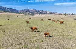 King Pastures, Florence, MT 59833