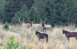 NHN, Anaconda, MT 59711