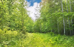 Lot 1 Wiehe Drive, Poplar, WI 54864