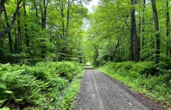 1.3 Jones Rd, German, NY 13801