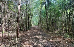 103 acres Westmont Street, Geneva, AL 36340