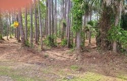 245 GEORGETOWN DENVER Road, Georgetown, FL 32139