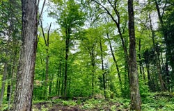 761 Cedar River Road, Indian Lake, NY 12842