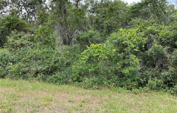 Tbd Lot 51 MALAUKA RADIAL, OCKLAWAHA, FL 32179